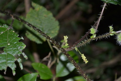 Girardinia diversifolia